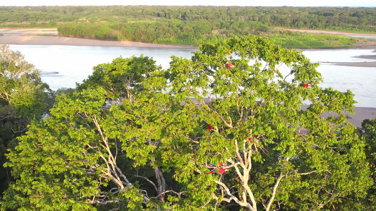 Dramatic view of a Huge Tree with flock of brilliant scarlet macaws with the huge river basin in the background showing the vast Amazonian rainforest