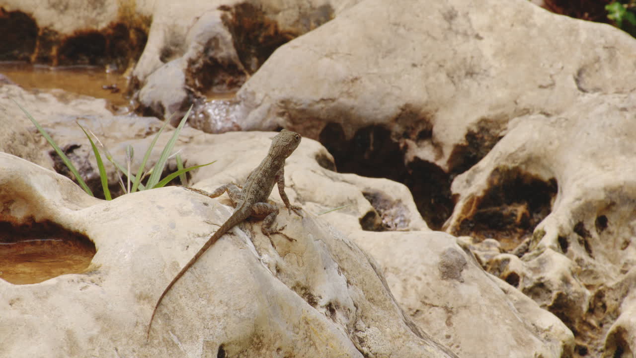 tiburon stout anole en la cima de las rocas en el bosque tropical ribereño en puerto rico