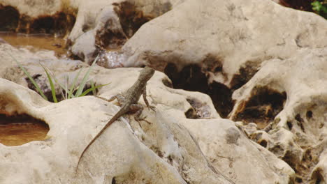 Tiburon-Stout-Anole-On-Top-Of-Rocks-At-Tropical-Rivershore-Forest-In-Puerto-Rico