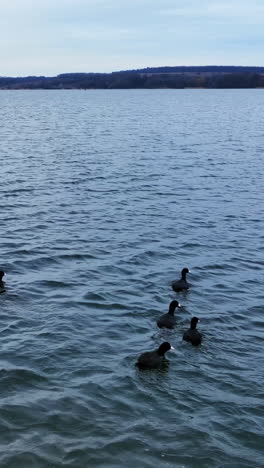 ducks flock sailing over the lake. drone footage. birds trying to escape scared by drone. waterfront at the backdrop. vertical video