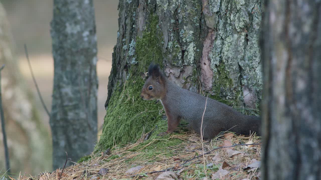 ardilla salvaje trepando en un árbol sentada en la rama