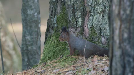 Wild-squirrel-climbing-in-tree-sitting-on-the-branch