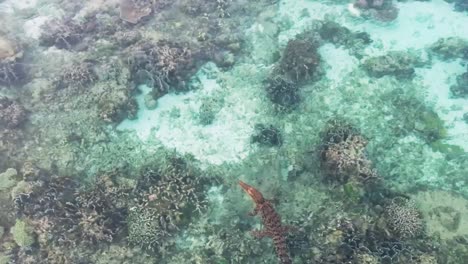 Cocodrilo-De-Agua-Salada-Animal-Peligroso-Mar-Aéreo-Drone