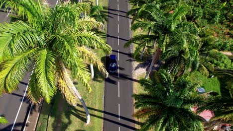 royal palm trees along allee dumanoir avenue in capesterre-belle-eau, guadeloupe, france