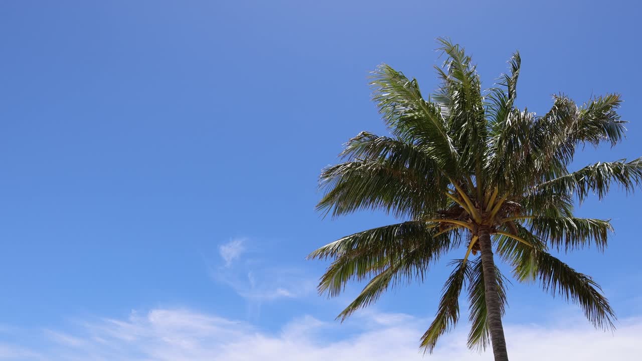 vista estática de una palmera en un día soleado