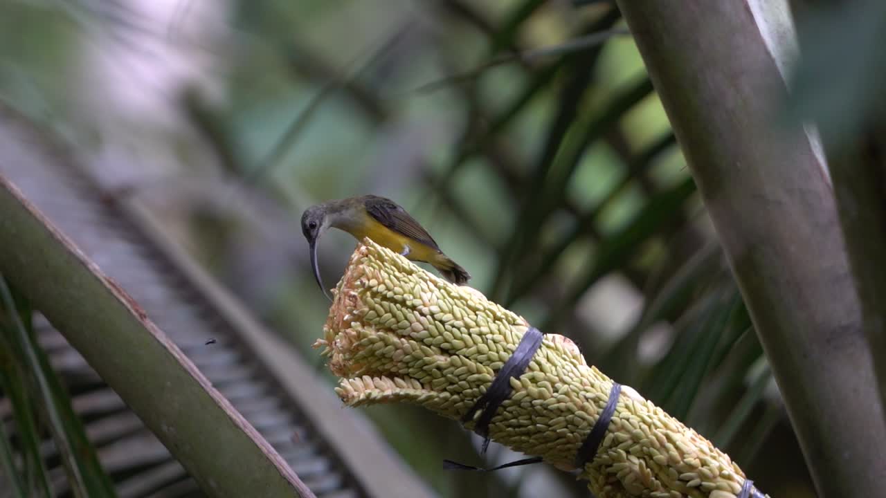 pájaro del sol de garganta marrón o burung madu kelapa sentado y comiendo en los cocoteros