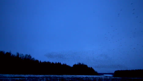 thousands of european starlings murmuration before the birds go to roost against the cold winter's evening sky in cumbria