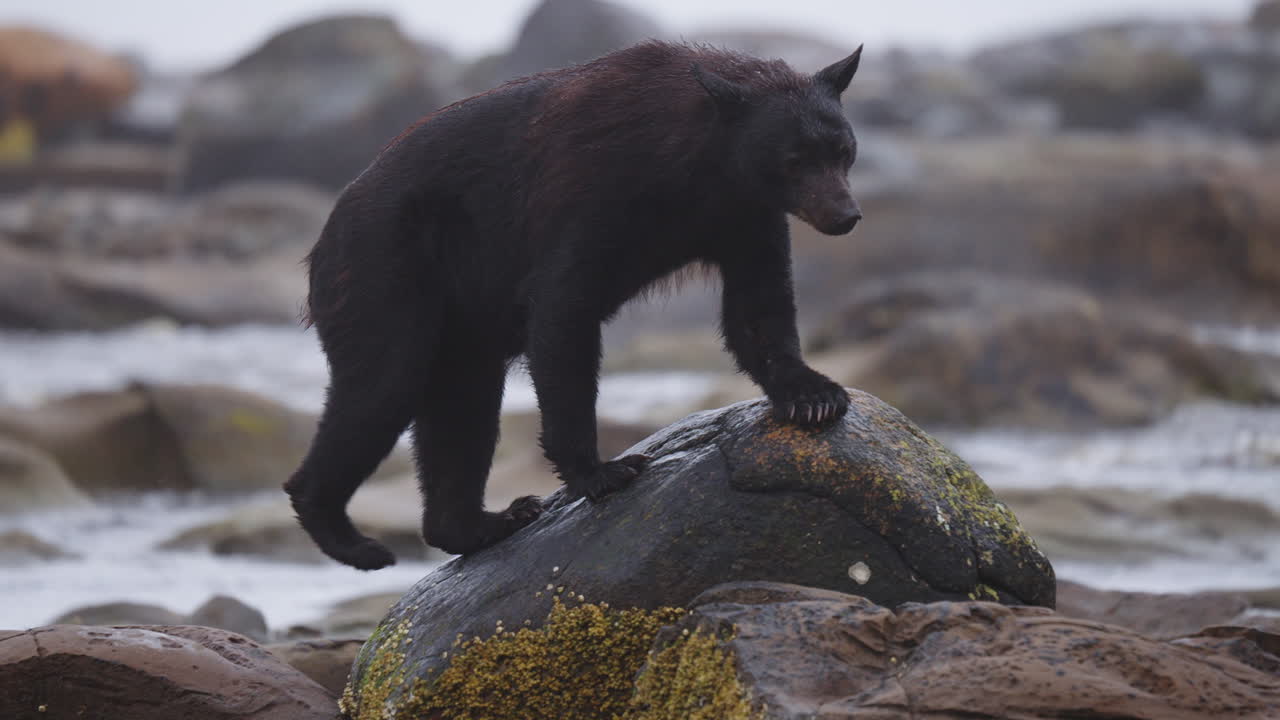 A black bear on the rocks waiting for the salmon to swim up the stream on in British Columbia, Canada. Filling up on food before going into hibernation for the winter