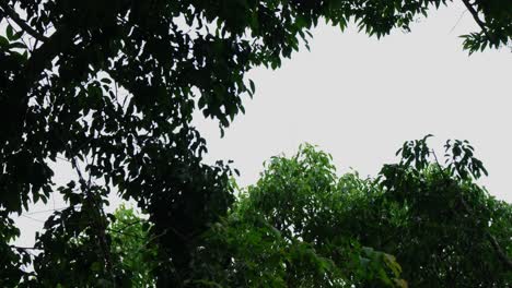 Klettert-Auf-Einen-Ast,-Um-Zu-Einem-Höheren-Ast-Zu-Springen,-Dusky-Leaf-Monkey-Trachypithecus-Obscurus,-Thailand