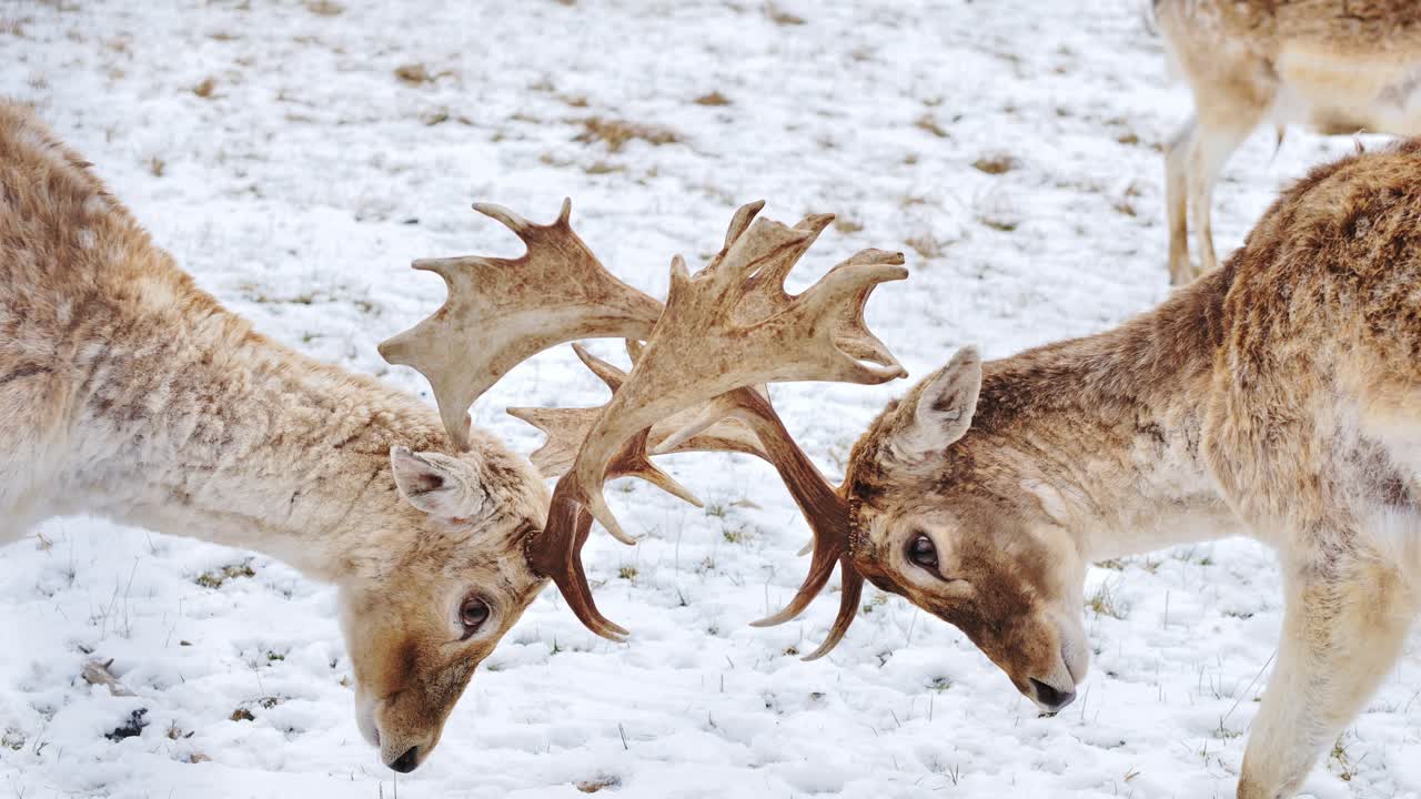 Male deer wrestle gently with antlers locked in frosty wintertime standoff