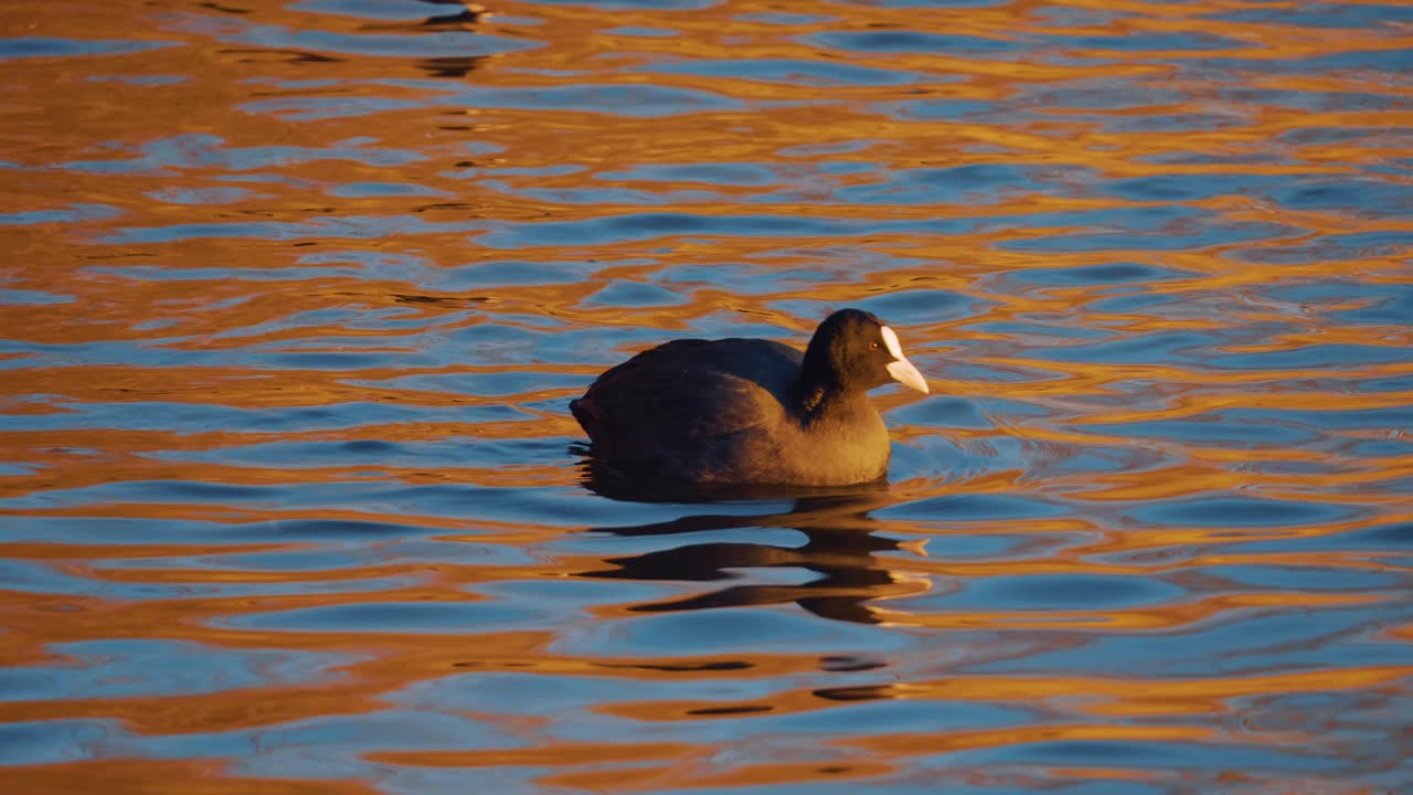 focha euroasiática adulta nadando en un cuerpo de agua reflejado en naranja