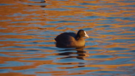 Focha-Euroasiática-Adulta-Nadando-En-Un-Cuerpo-De-Agua-Reflejado-En-Naranja