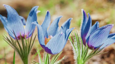 closeup of pasque flowers