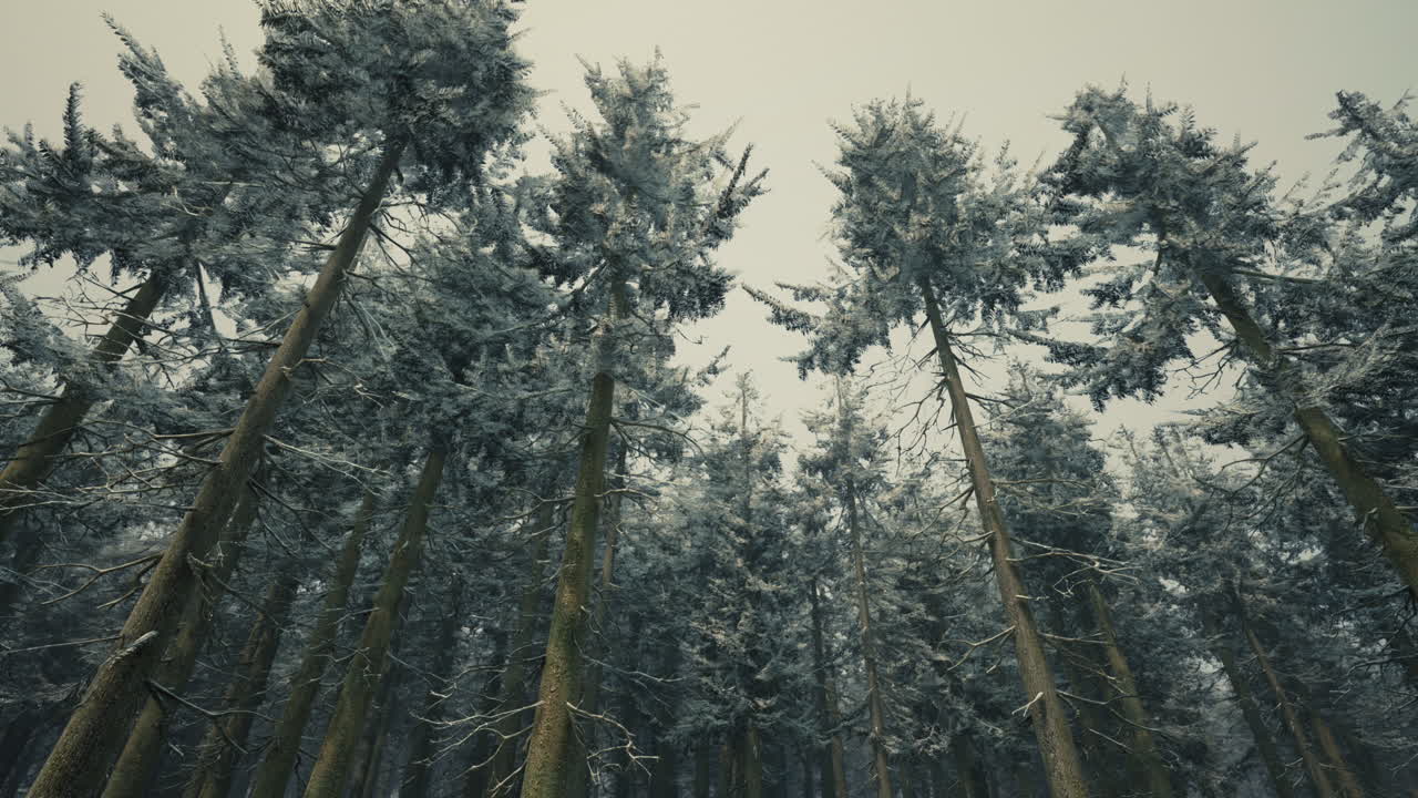 Tall Pine Trees Covered in Snow in a Foggy Forest