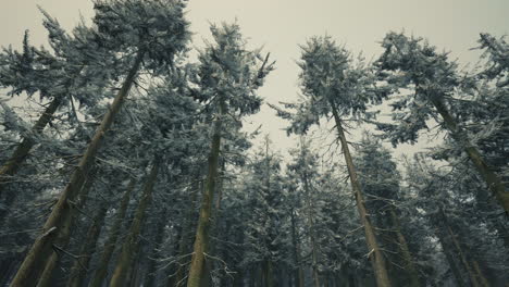 tall pine trees covered in snow in a foggy forest