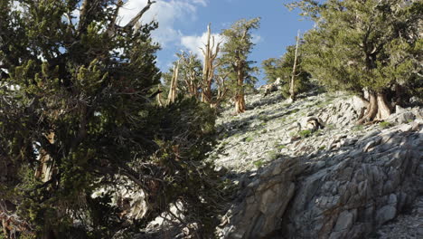 Bristlecone-pines-on-a-rocky-slope-in-the-White-Mountains,-California