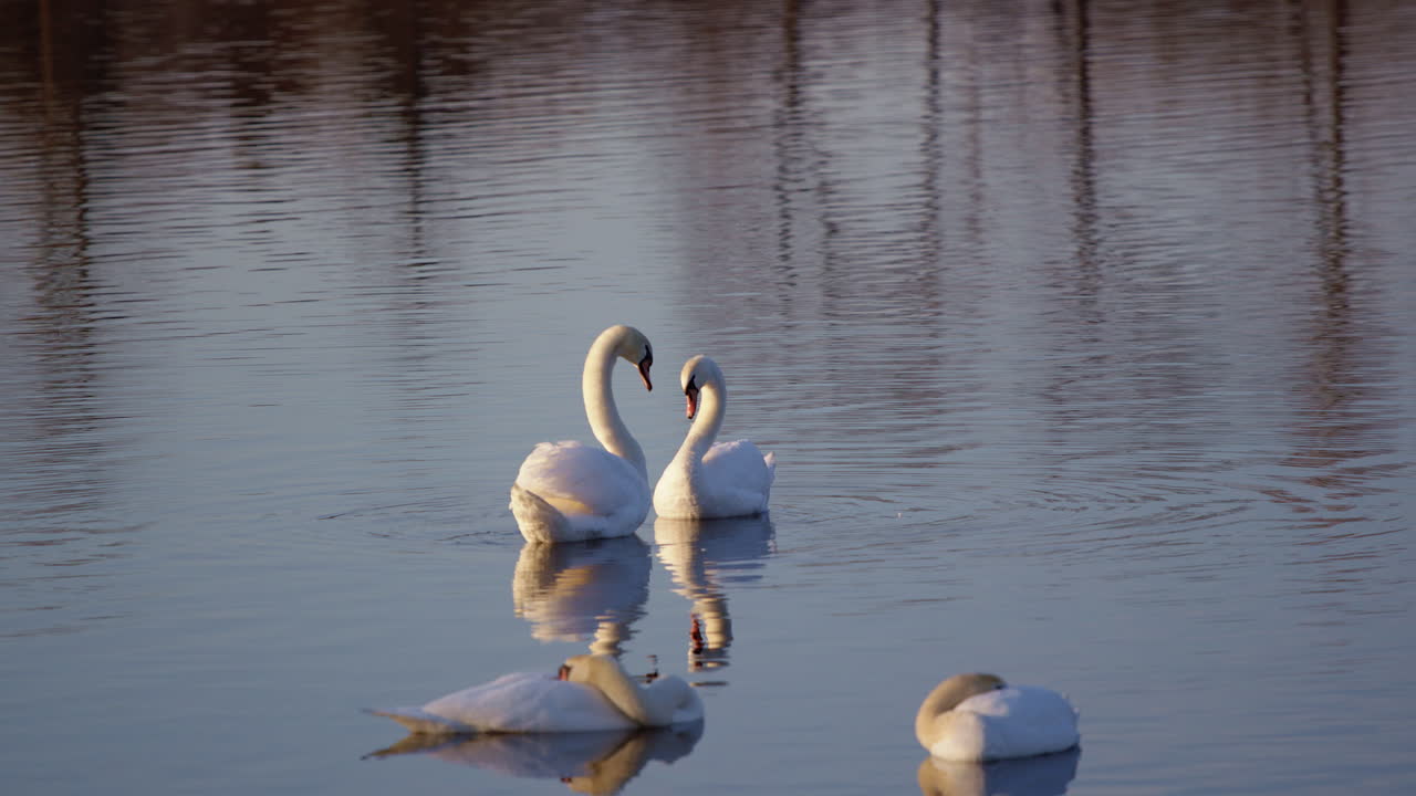 Ultra slow footage of swans cleaning their feathers and showing off mating behavior.