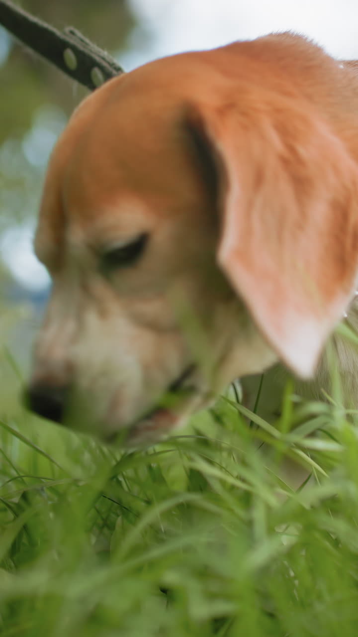 Beagle tranquillo che esplora la natura, Beagle che annusa pacificamente l'erba alta, Momento sereno di un beagle in un campo aperto, Scena tranquilla di un beagle che esplora con calma la natura circostante con gentile curiosità
