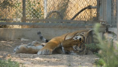 tigre de bengala adulto en el zoológico tomando una siesta en cámara lenta