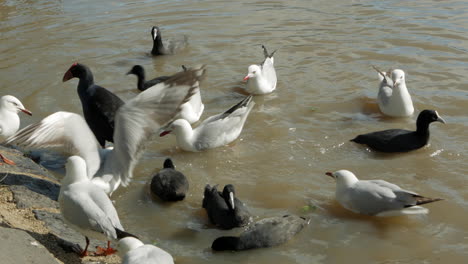 Varias-Aves-Acuáticas-Alimentándose-De-Avena-Arrollada-En-Un-Estanque