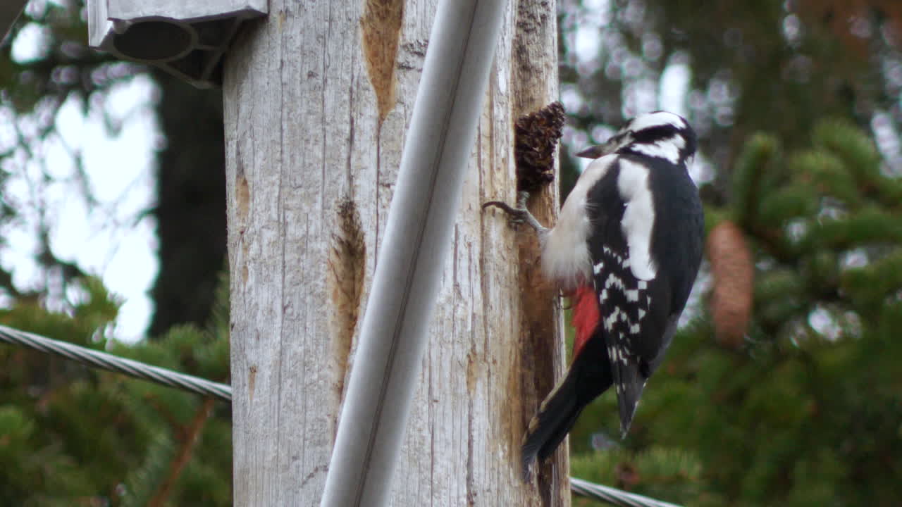 cerrar vista de pájaro carpintero recogiendo en poste de madera, bosque en segundo plano.