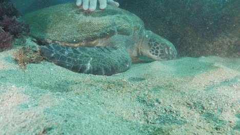 a scuba diver gently strokes a sleeping turtle underwater while it lays on the sandy ocean floor