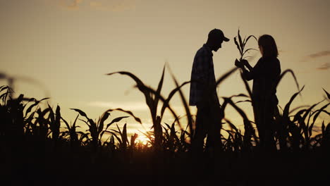 Siluetas-De-Dos-Agricultores-En-Un-Campo-De-Maíz-3