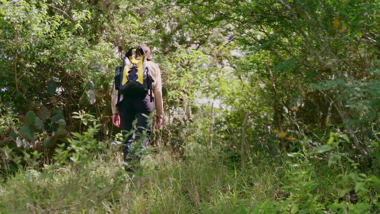 An explorer walks through the lush forest, immersing in the natural beauty and discovering hidden gems amidst the towering trees and diverse wildlife.