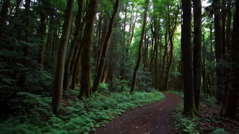 Forest Path Through Lush Green Trees