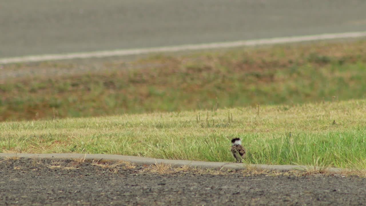 아기 가면을 입은 lapwing plover  ⁇ 이 주차장 잔디 앞 마당에서  ⁇ 고