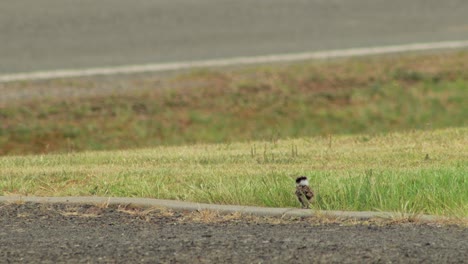 Baby-Masked-Lapwing-Plover-Chick-Walking-On-Driveway-Grass-Front-Yard