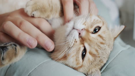 gato de jengibre recibiendo un masaje de cuello relajante