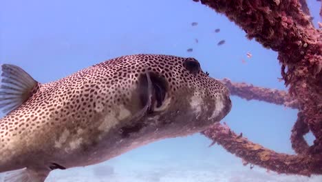 giant pufferfish at koh tao