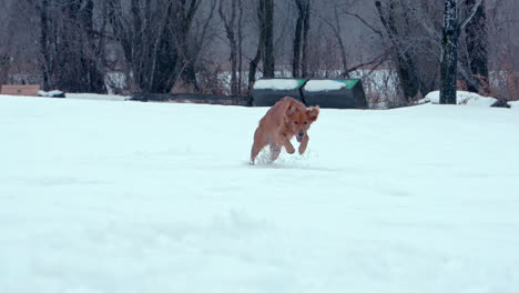 Golden-Retriever-running-through-snowy-park