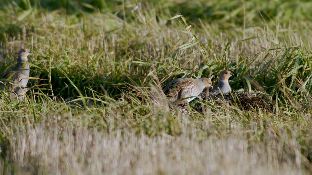도로와 풀밭에서 먹이를 먹고 숨는 회색 자고 새의 완벽한 근접 촬영