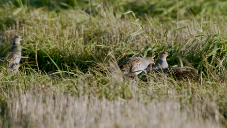 primer plano perfecto de pájaro perdiz gris caminando por la carretera y pradera de hierba alimentándose y escondiéndose