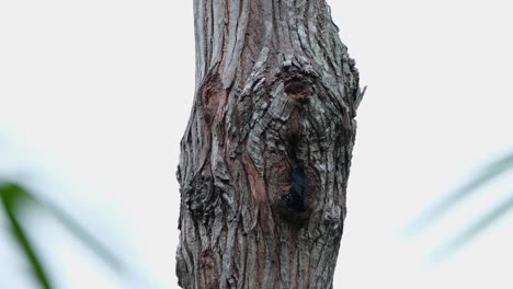 a very small entrance to its nest then the falconet arrives as it feeds then looks back, black-thighed falconet microhierax fringillarius, thailand