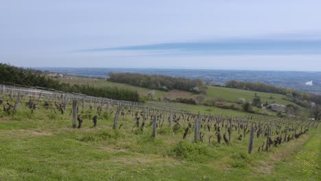 rows of dry vineyard seedlings in the countryside - panning