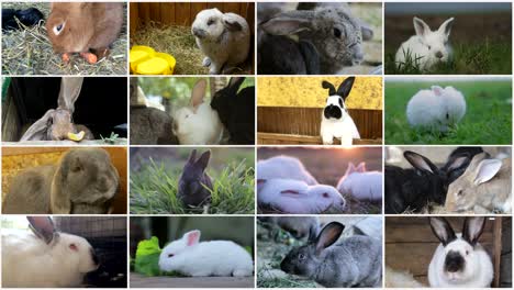 video set of different rabbits with long ears, video collage. high quality 4k video
