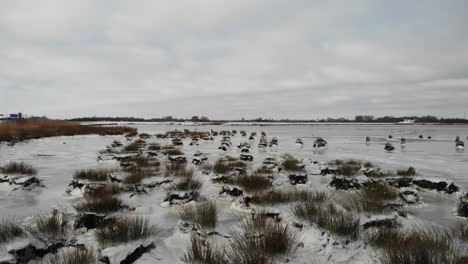 Schneelandschaft-Naturschutzgebiet-Crezeepolder-In-Der-Nähe-Der-Stadt-Ridderkerk-In-Südholland,-Niederlande