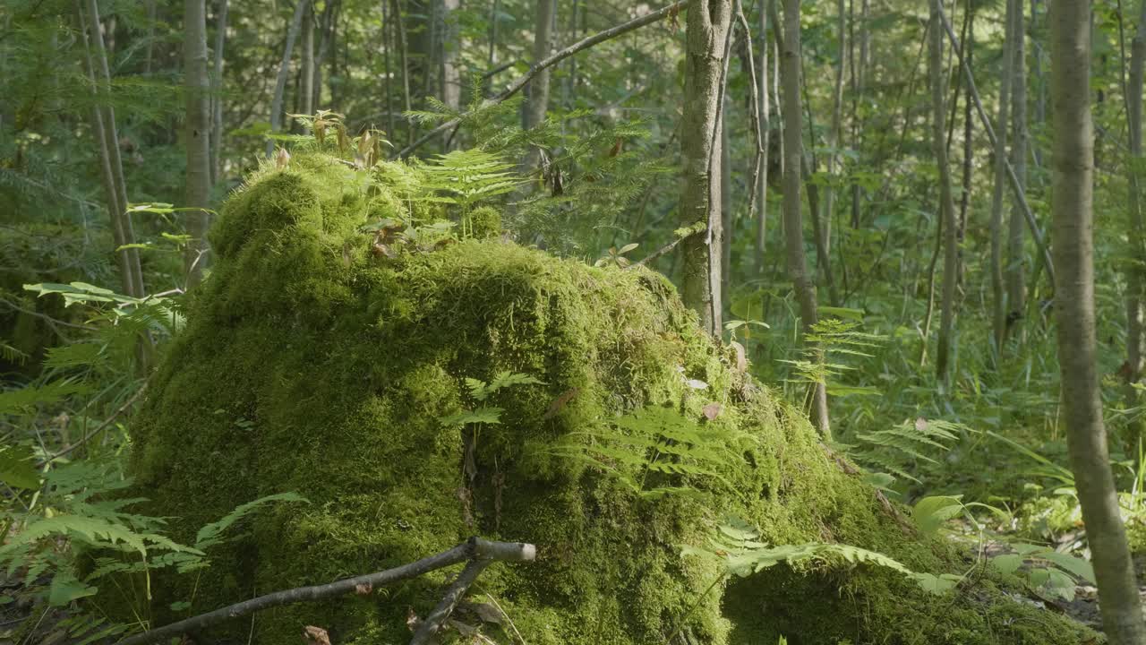 tronco de árbol cubierto de musgo en un bosque