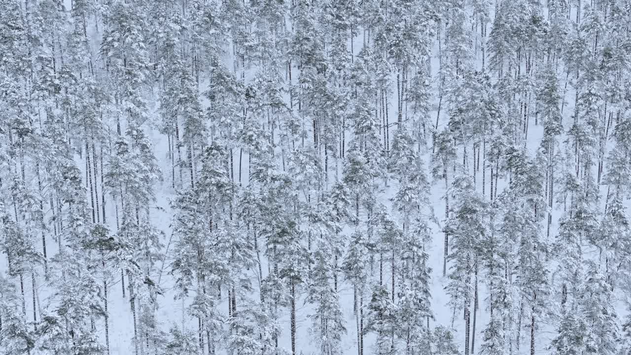 Freshly snow covered pine forest aerial landscape calm winter wonderland
