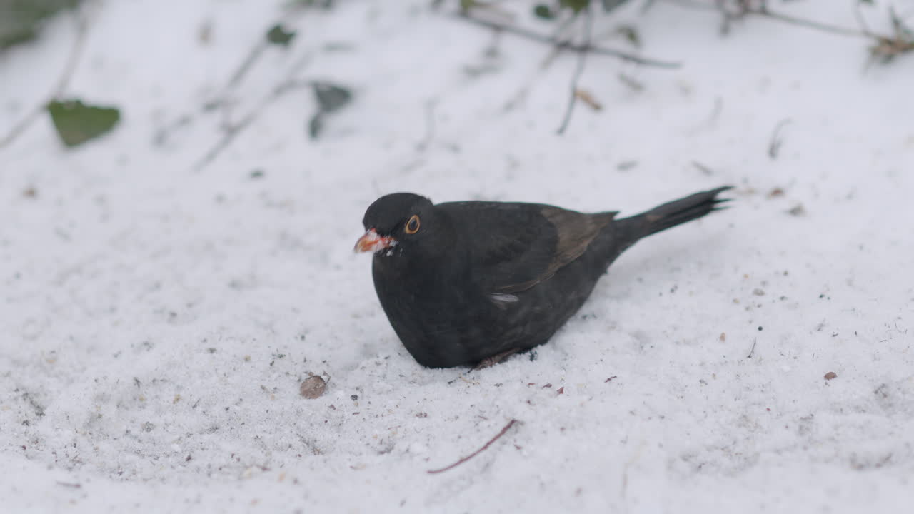 Blackbird Sitting And Foraging On Snow In Winter. closeup shot
