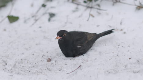 blackbird sitting and foraging on snow in winter. closeup shot
