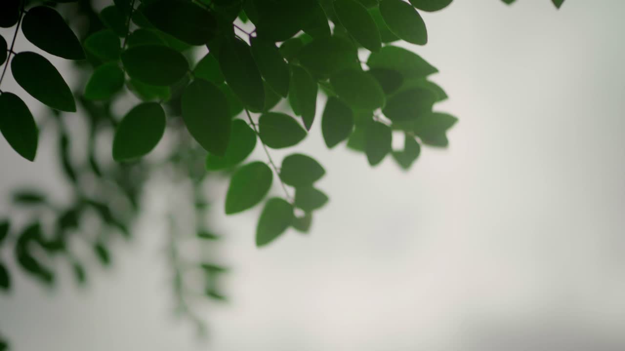 Under shot of leaves moving in the wind