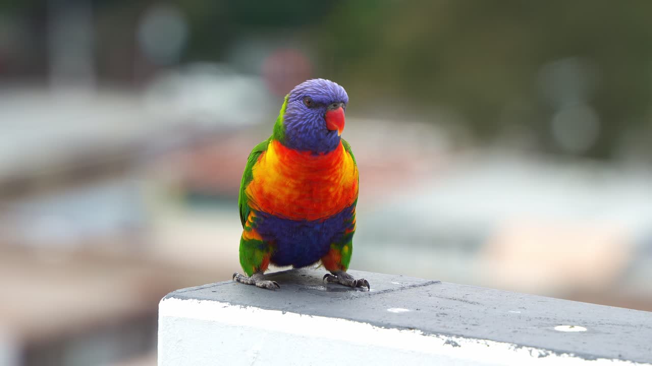 A curious Rainbow lorikeet (Trichoglossus moluccanus) perched on the apartment rooftop in an urban setting, alerted by the surroundings, close up shot.