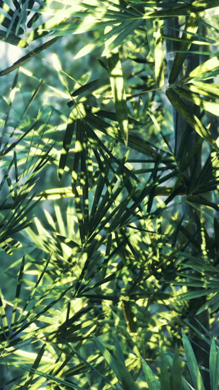 Green bamboo leaves reflecting sunlight in a serene forest atmosphere