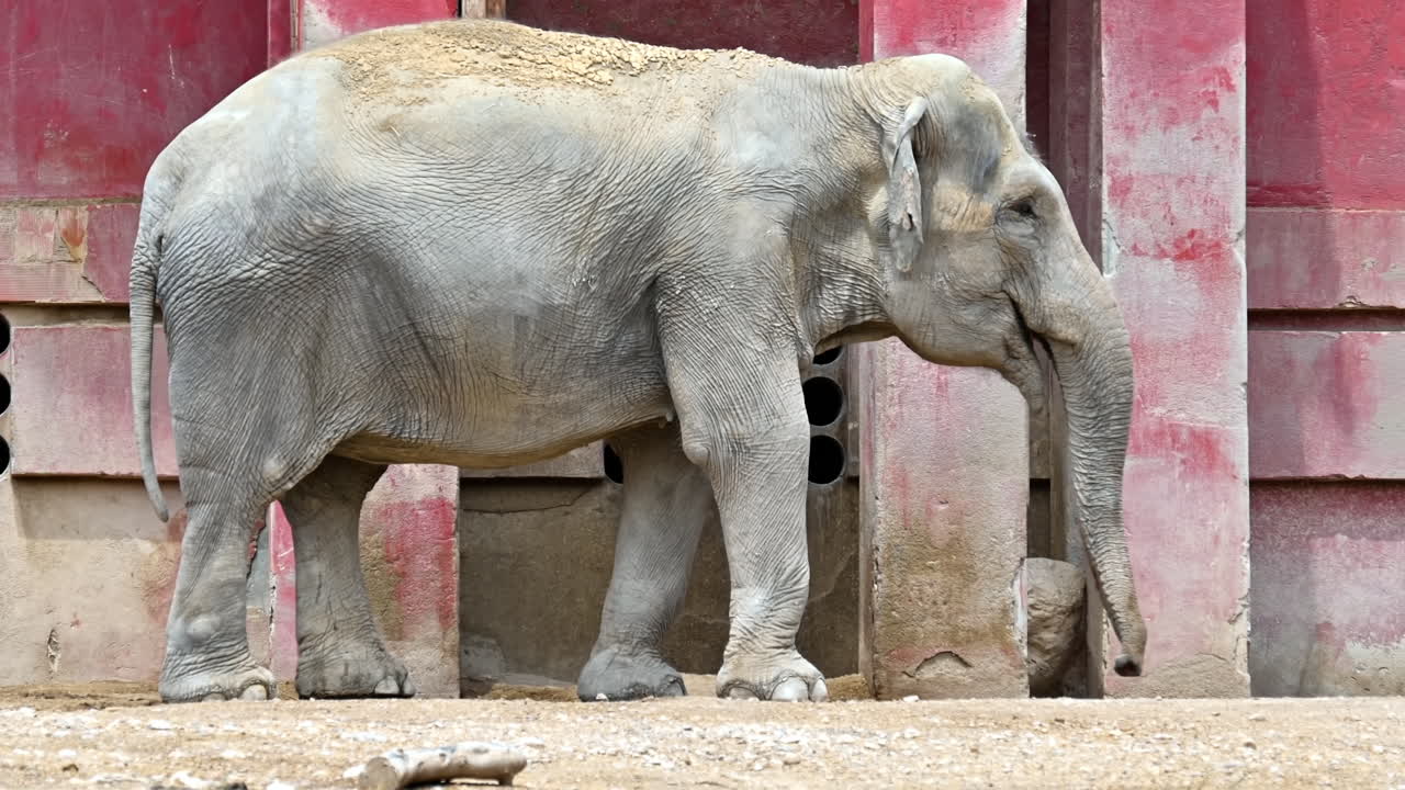 En elefant, der går på jorden i Terra Natura Zoo i Benidorm, Spanien