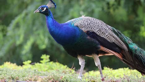 slow motion shot of blue peacock looking for food in wilderness, portrait shot