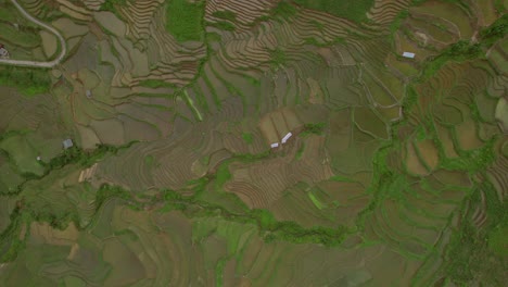 terrace of rice fields in sa pa, vietnam, filmed with a drone moving forward